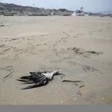 La estampa de muerte que deja la gripe aviar en bellas playas del Pacífico