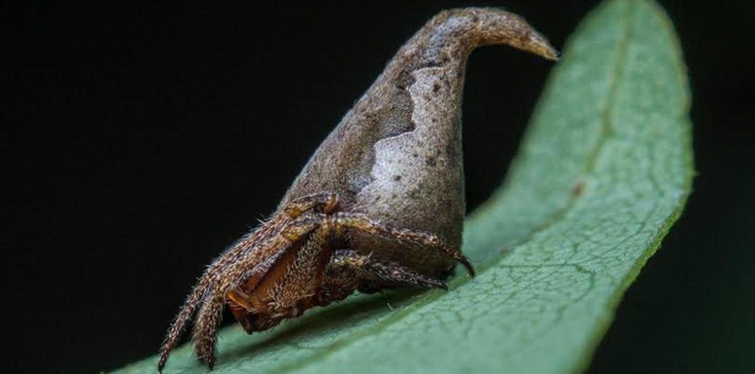 La araña 'Eriovixia gryffindori' fue hallada en la India. (GDA)