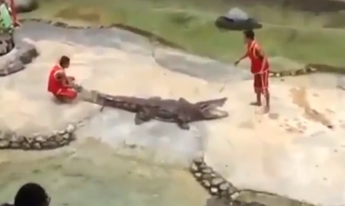 VÍDEO Cocodrilo muerde la cabeza de su entrenador Primera Hora