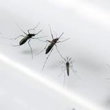 Honduras registra los primeros dos muertos por dengue hemorrágico en 2021 