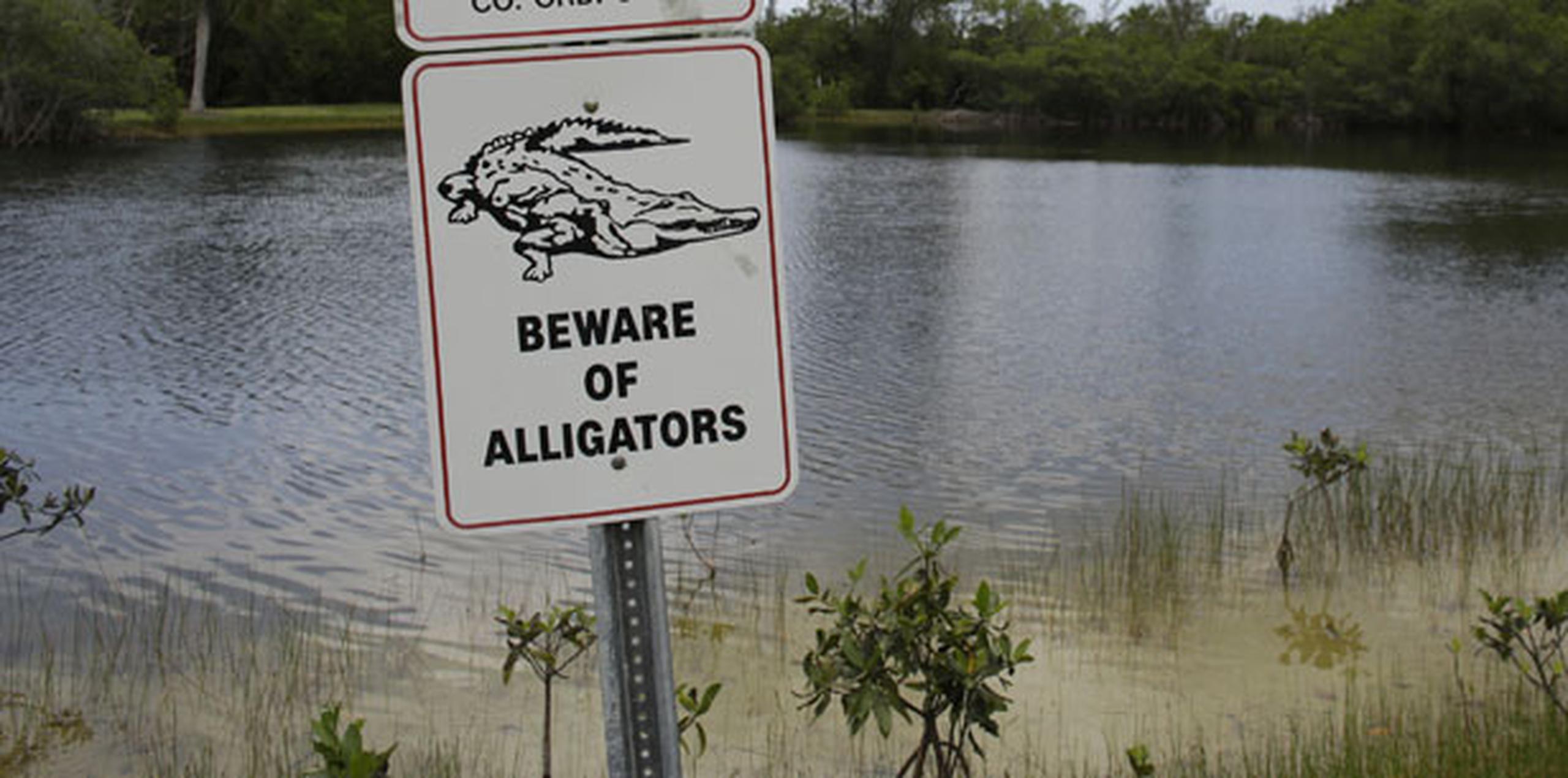 Centro vacacional Disney no advertía sobre caimanes Primera Hora