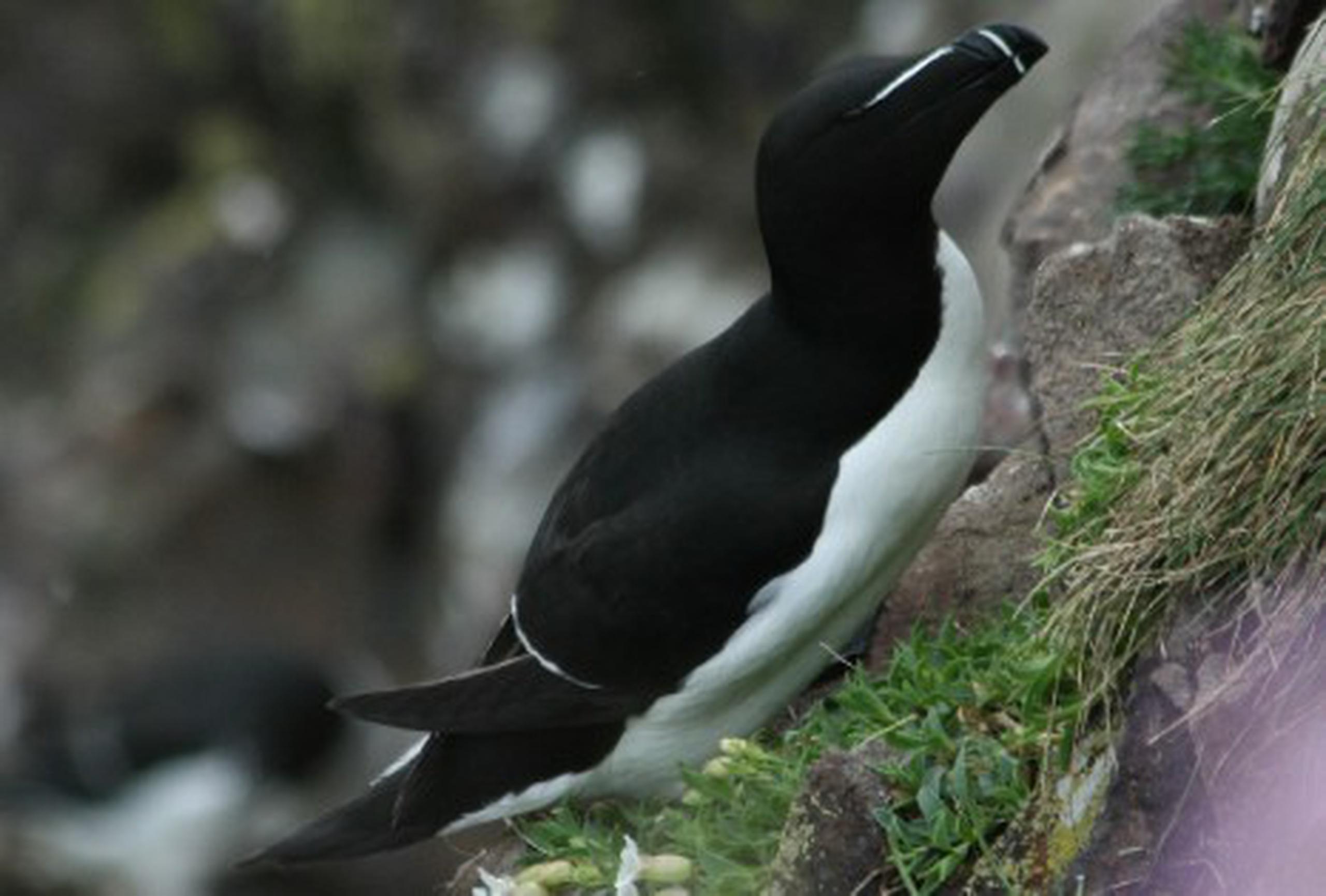 Estas aves pueden andar en tierra erguidas como los pingüinos y anidan en islas, costas rocosas y acantilados del norte del Atlántico. (Archivo)