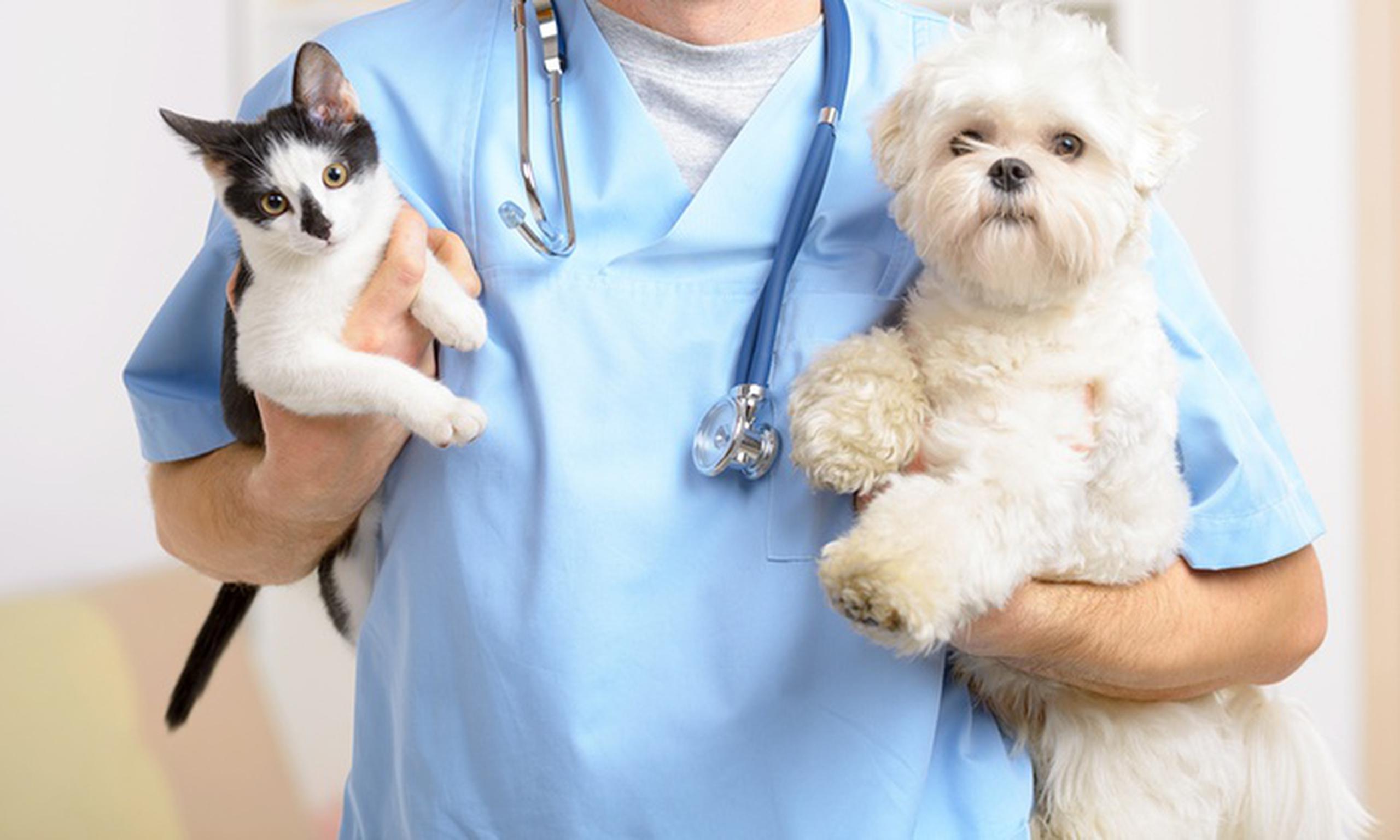 Unos 12.6 millones de hogares de Estados Unidos llevaron a casa una nueva mascota el año pasado después de que se declarase una pandemia en marzo de 2020, según el COVID-19 Pulse Study de la American Pet Products Association.