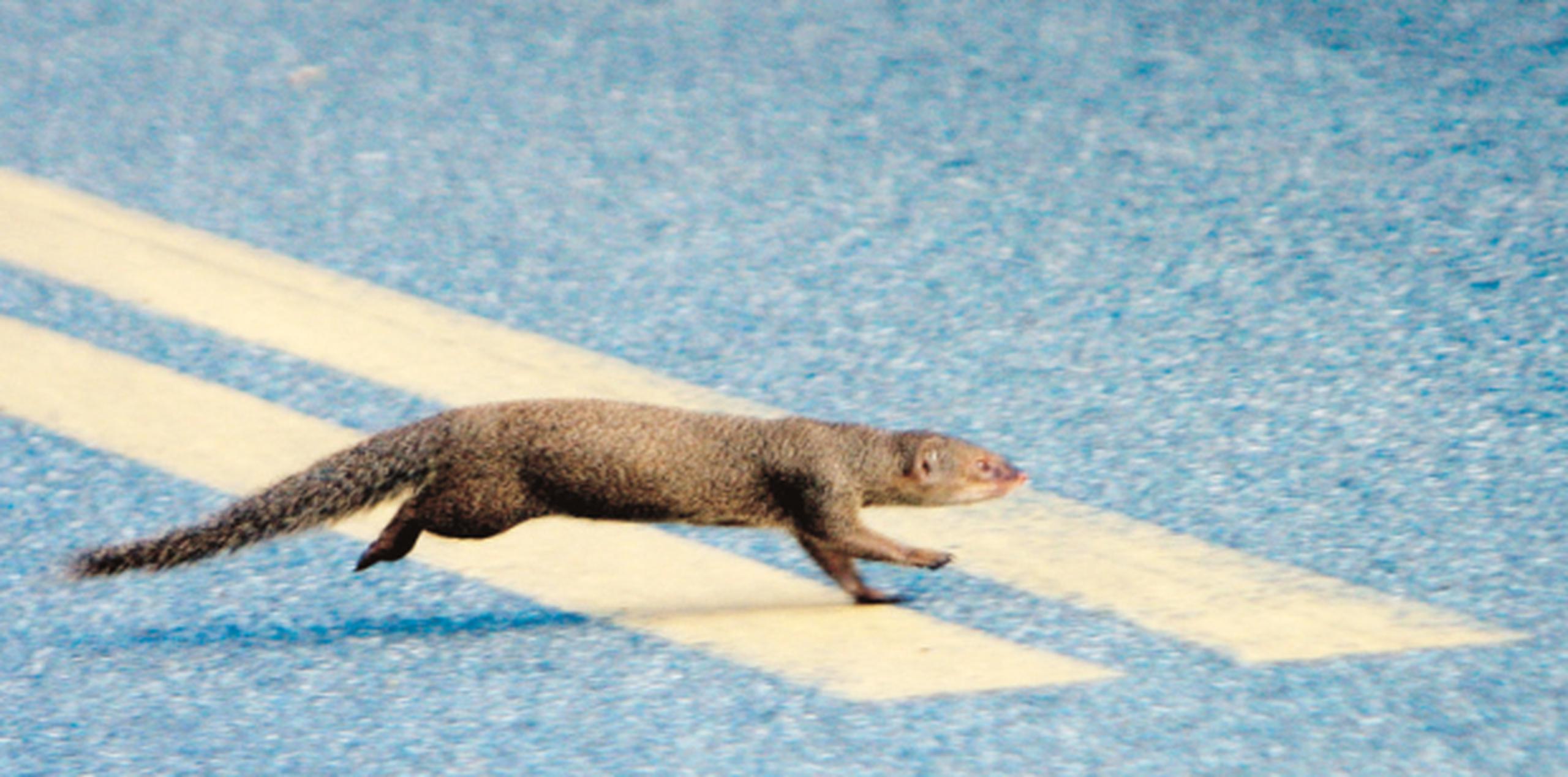 Cuidado con las mangostas Primera Hora