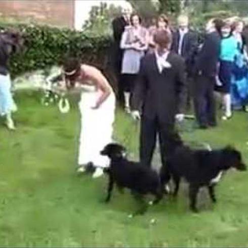 Perro orina a novia el día de su boda 
