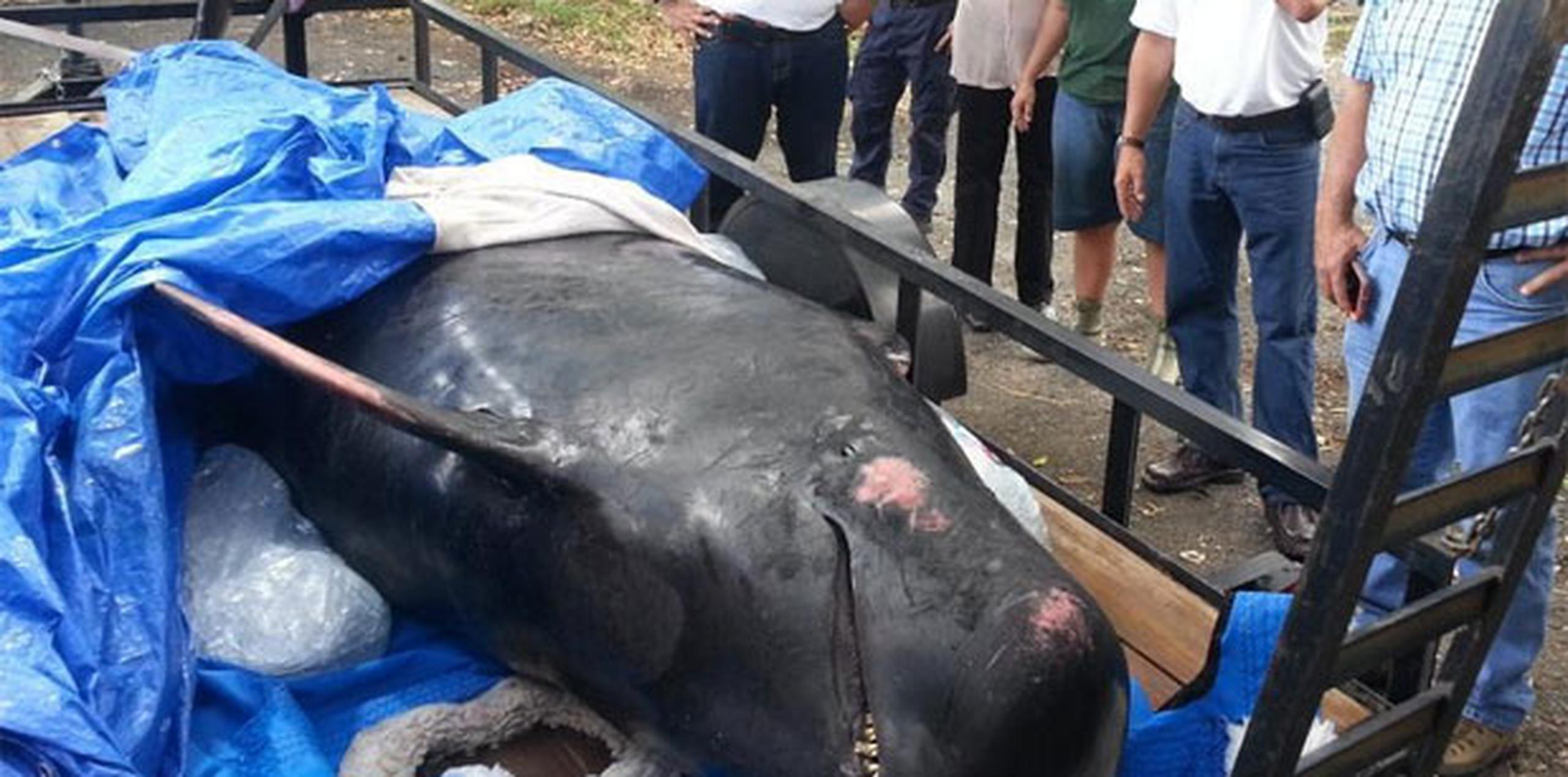 Personal del Centro de Mamíferos Marinos del Zoologico de Puerto Rico en Mayagüez mientras intentaban salvar a la sobreviviente de tres ballenas piloto encontradas en Cabo Rojo. (daileen.rodríguez@gfrmedia.com) 
