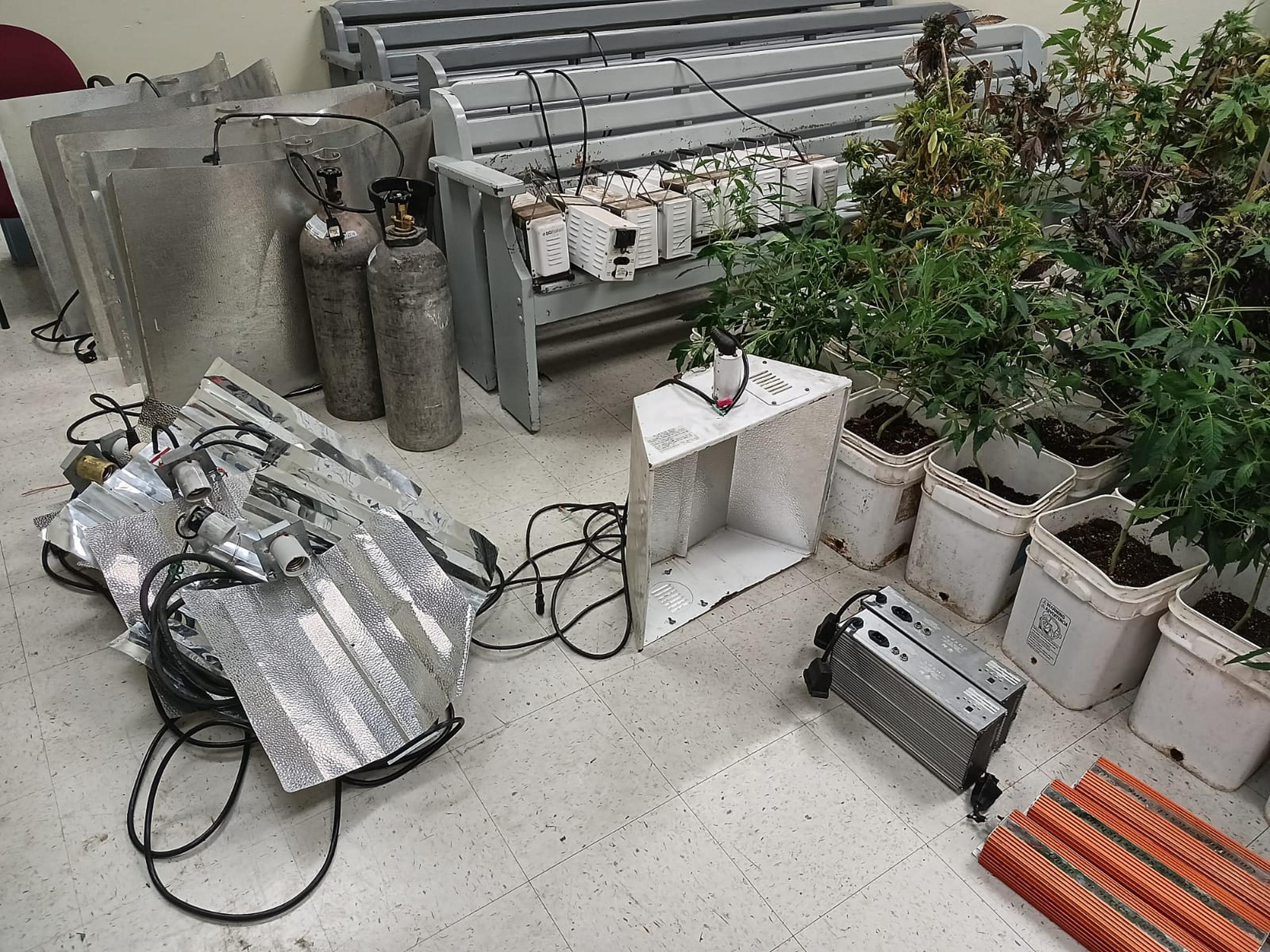 Un invernadero con 142 plantas de marihuana fue ocupado en un taller de reparación de transmisiones de vehículos, en el sector Hoyo del barrio Lavadero, en Hormigueros.