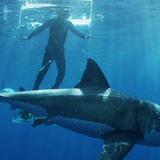 Tiburón mata a surfista frente a playa de Massachusetts