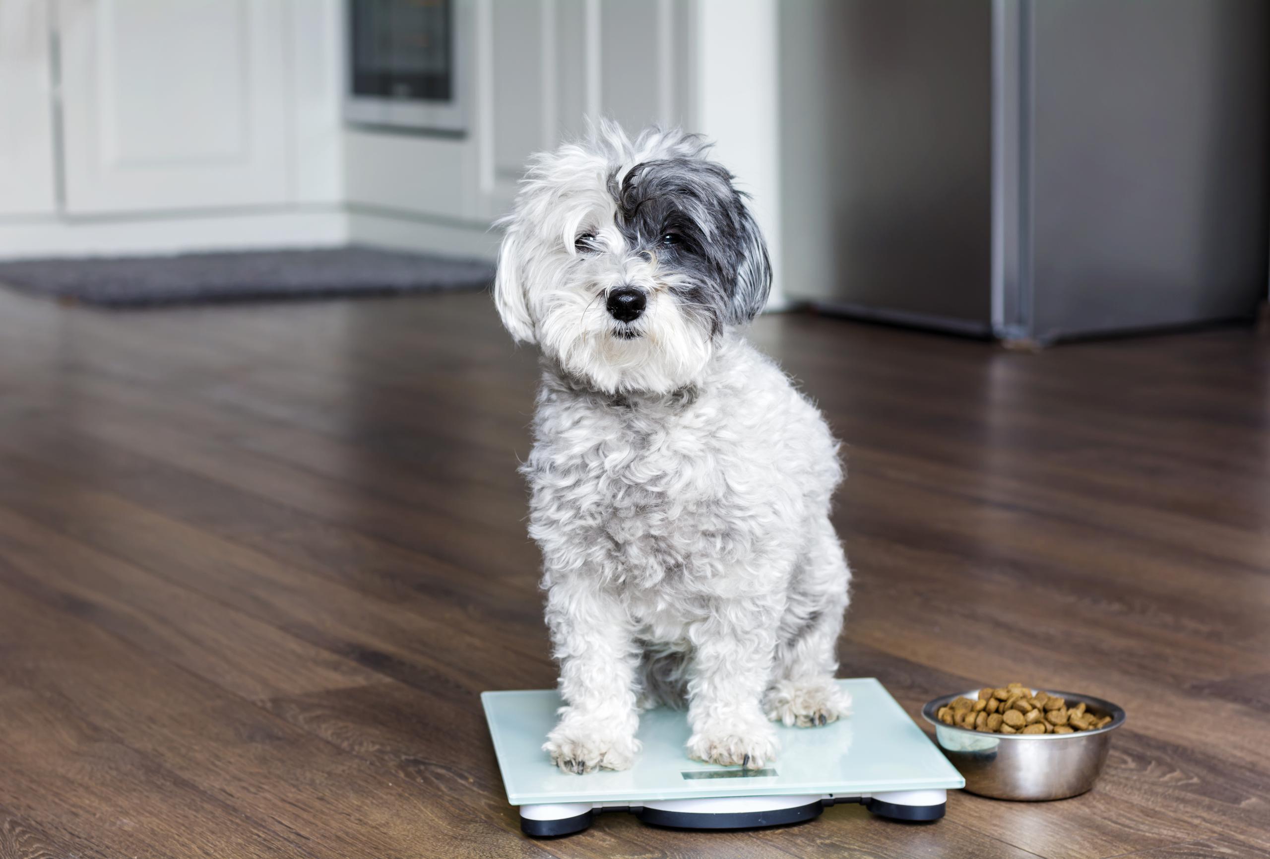 Los profesionales en el cuido de mascotas recomiendan dividir el alimento y buscar la manera de mantenerlos activos durante el encierro.