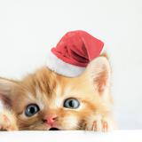 Prepárate para cuidar de tus mascotas esta Navidad