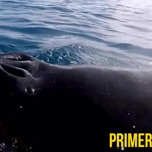 Curiosa ballena saluda a surfista