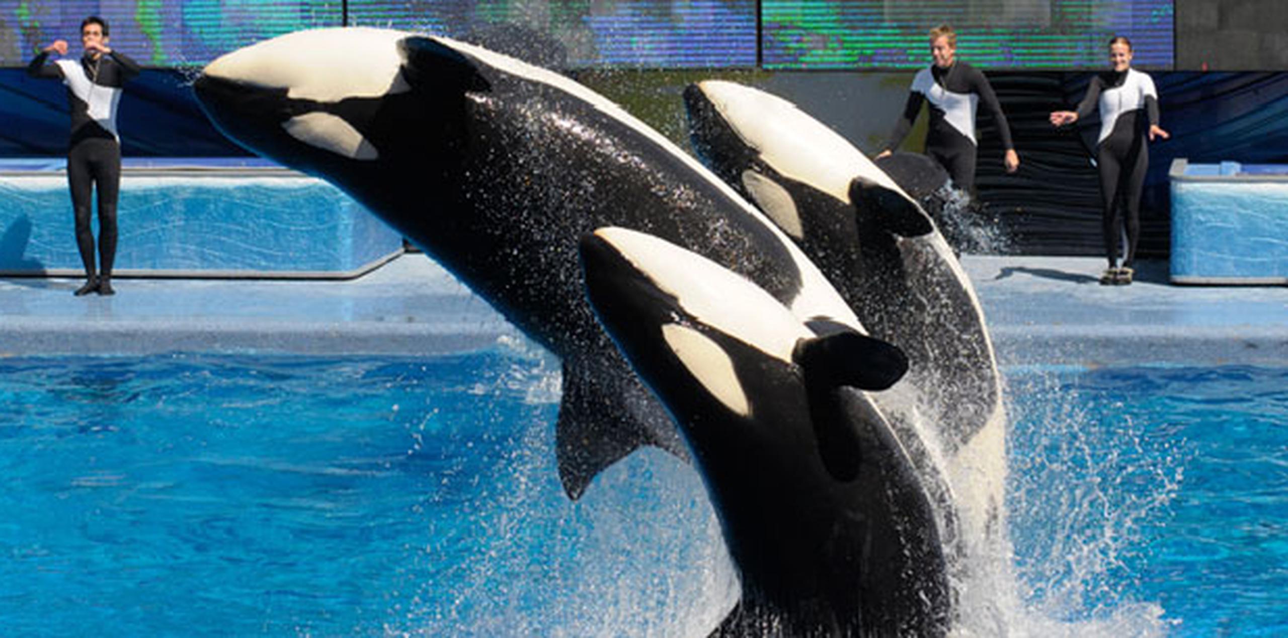SeaWorld ha estado en la mira de los defensores de los derechos de los animales desde el año 2010, cuando la orca Tilikum atacó y acabó con la vida de su entrenadora Dawn Brancheau.(Archivo/AP Foto/Phelan M. Ebenhack)