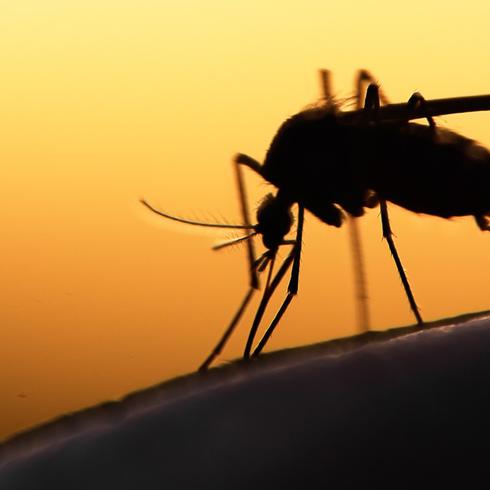 "Sangre" de embuste elimina mosquitos