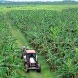 Agricultura exhorta a que agroempresarios sean licitadores del Gobierno