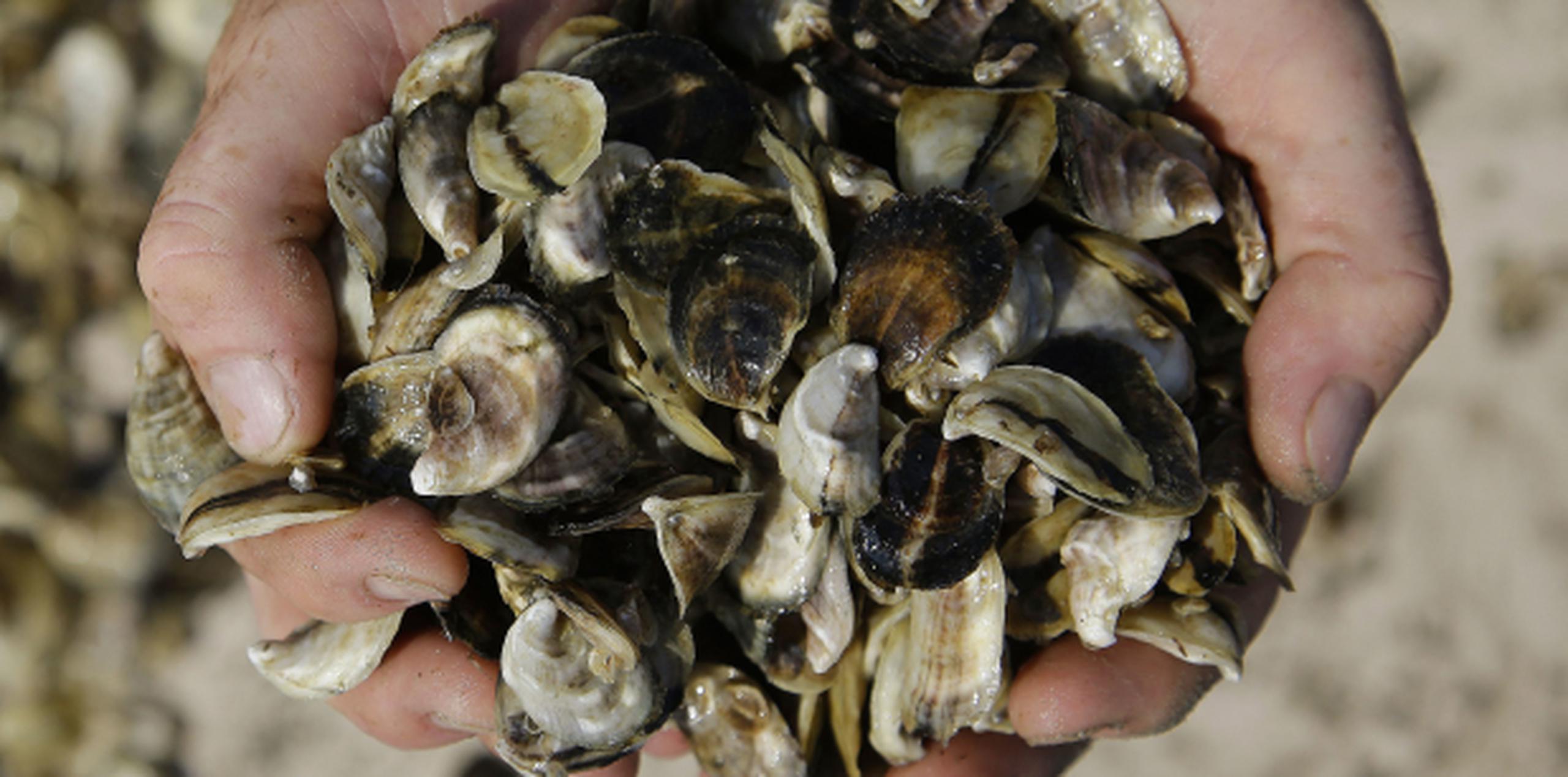 Los médicos recomiendan abstenerse de comer marisco crudo, especialmente ostras.  (AP/Stephan Savoia)