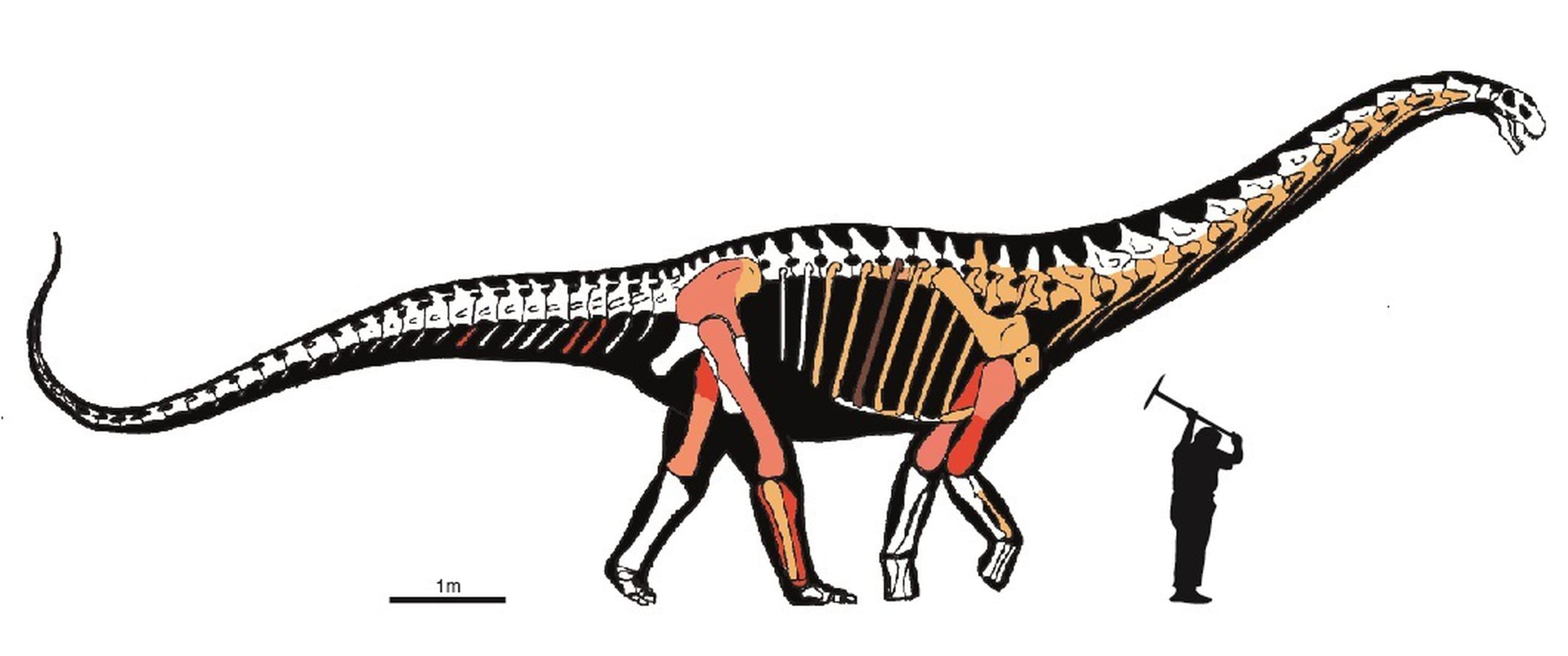 Reproducción del dinosaurio titanosaurio Abditosaurus kuehnei cedida por el Institut Català de Paleontologia. EFE/Foto cedida
