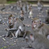 Monos de Bali asaltan casas ante la falta de turistas