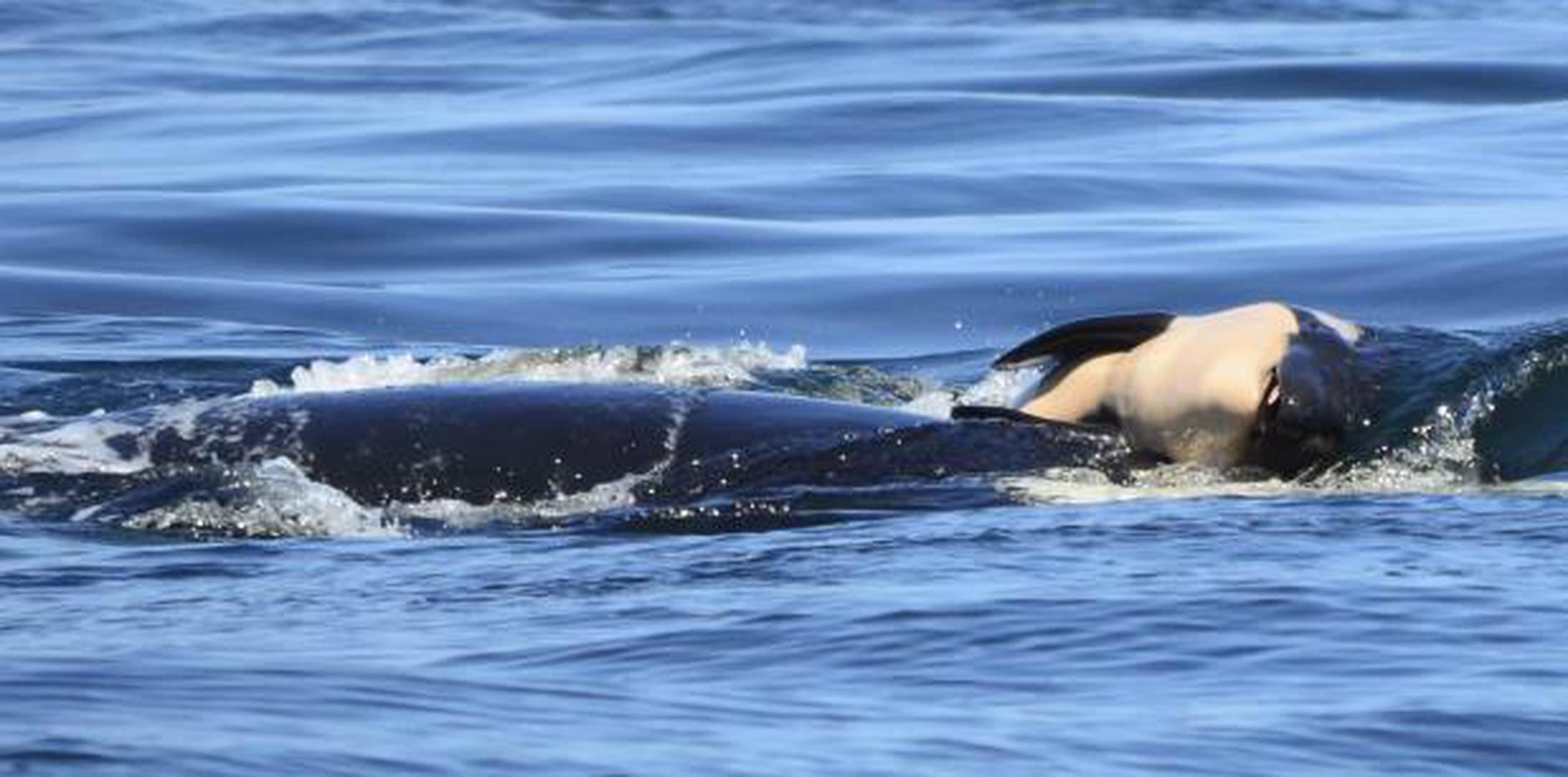 En esta fotografía se muestra a la cría de orca que es empujada por su madre tras nacer frente a la costa de Canadá. (Michael Weiss / Center for Whale Research vía AP)