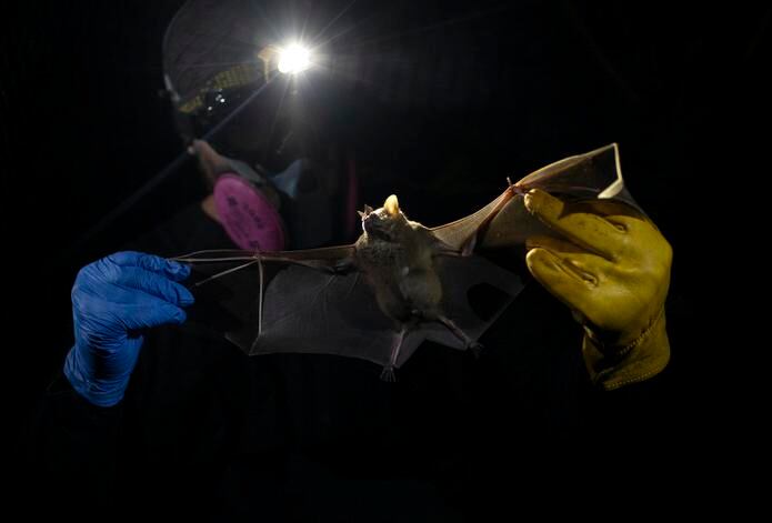 Un investigador del centro estatal brasileño Instituto Fiocruz sostiene un murciélago capturado en el Bosque Atlántico, en el parque estatal de Pedra Branca, cerca de Río de Janeiro, Brasil.