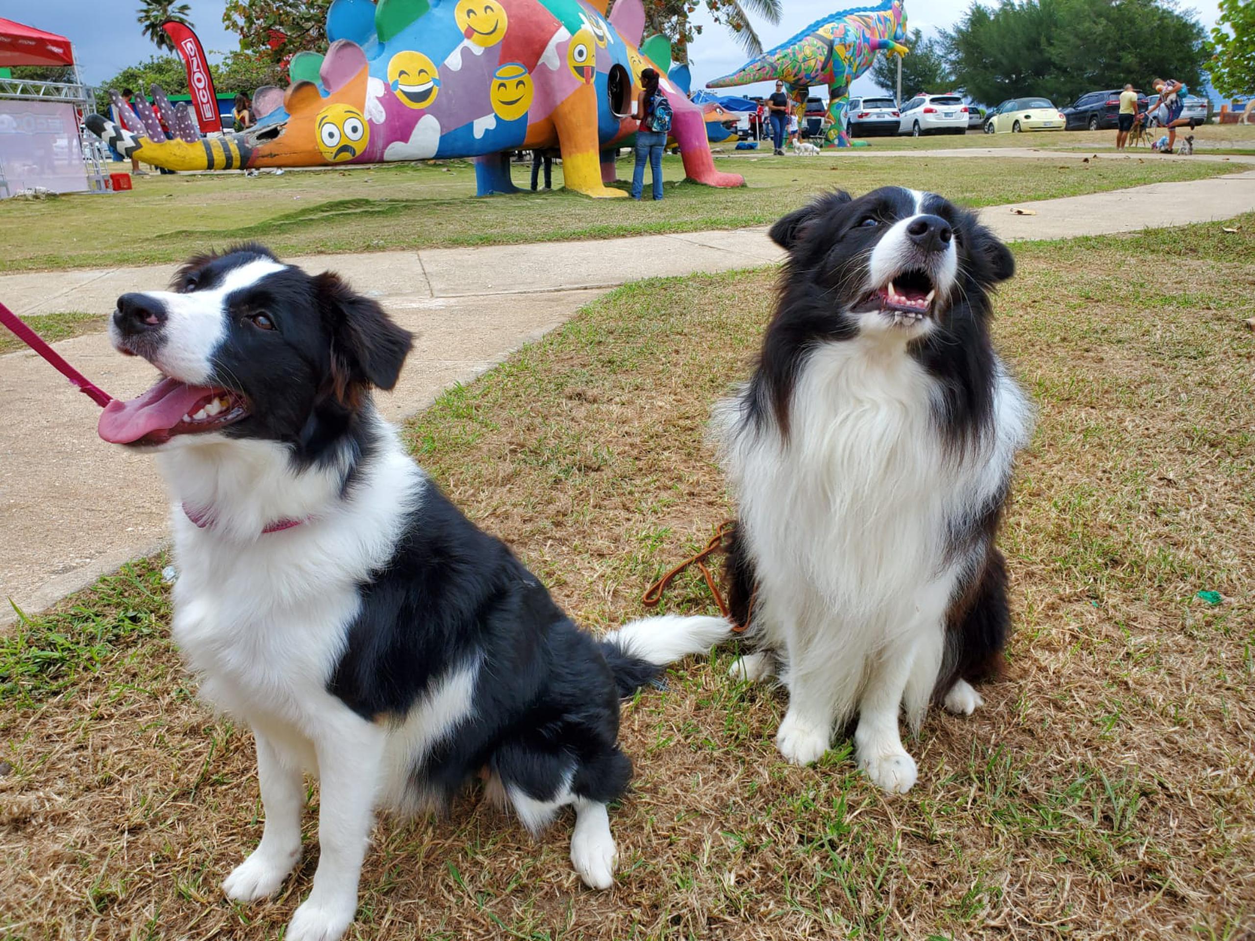 Khala y Billy participaron de la inauguración del parque para mascotas "Arecibo Animal Lover". osman.perez@gfrmedia.com