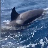 “Ballenas asesinas” atacan barco durante una hora en Marruecos