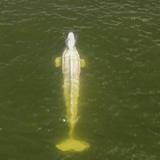 Sacrifican a la ballena beluga perdida en el río Sena en Francia