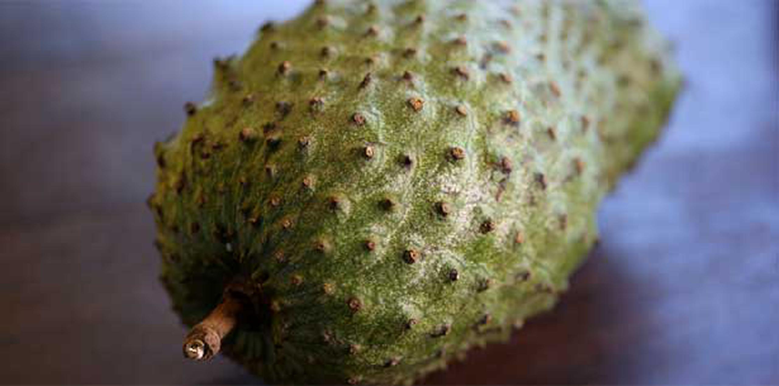 El nombre científico de la planta es Annona muricata y su fruto es grande y pesado, relleno con una pulpa blanca y suave, y envuelto en una cáscara verde oscuro recubierta de espinas suaves. (Archivo)