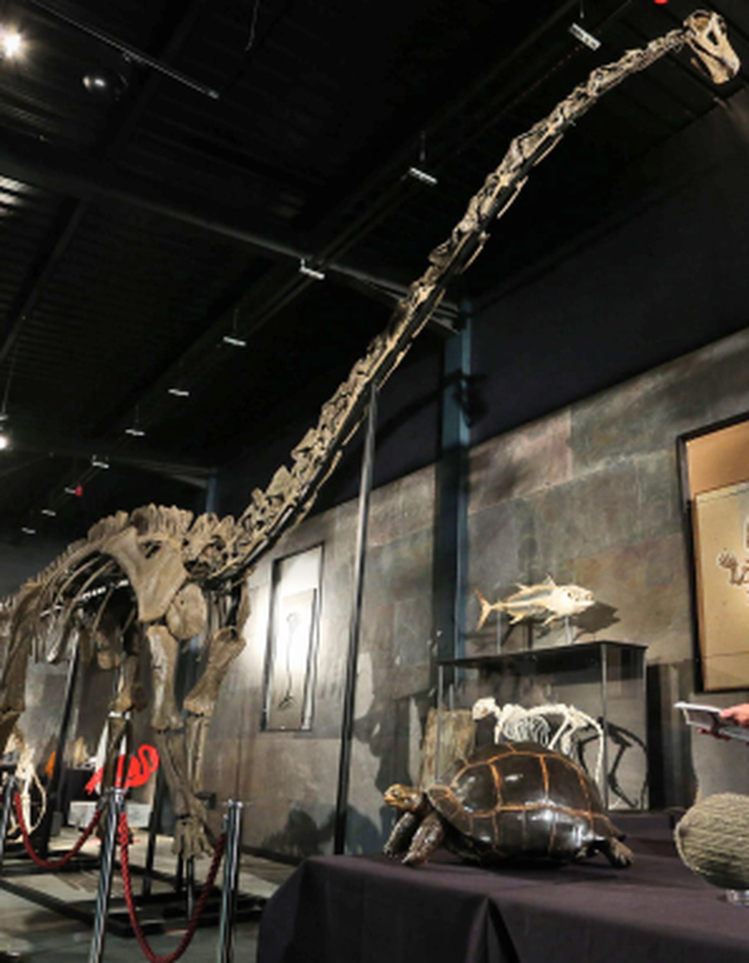 El esqueleto de una hembra de Diplodocus longus, apodada "Misty", mide 17 metros (55 pies) de largo y 6 metros (19 pies) de altura. (AP/Gareth Fuller, PA)