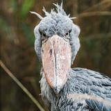 “Con boca de ametralladora”: el pájaro africano que come cocodrilos y mata a sus hermanos