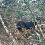 Bomberos de Guánica rescatan a un perro que cayó en un barranco