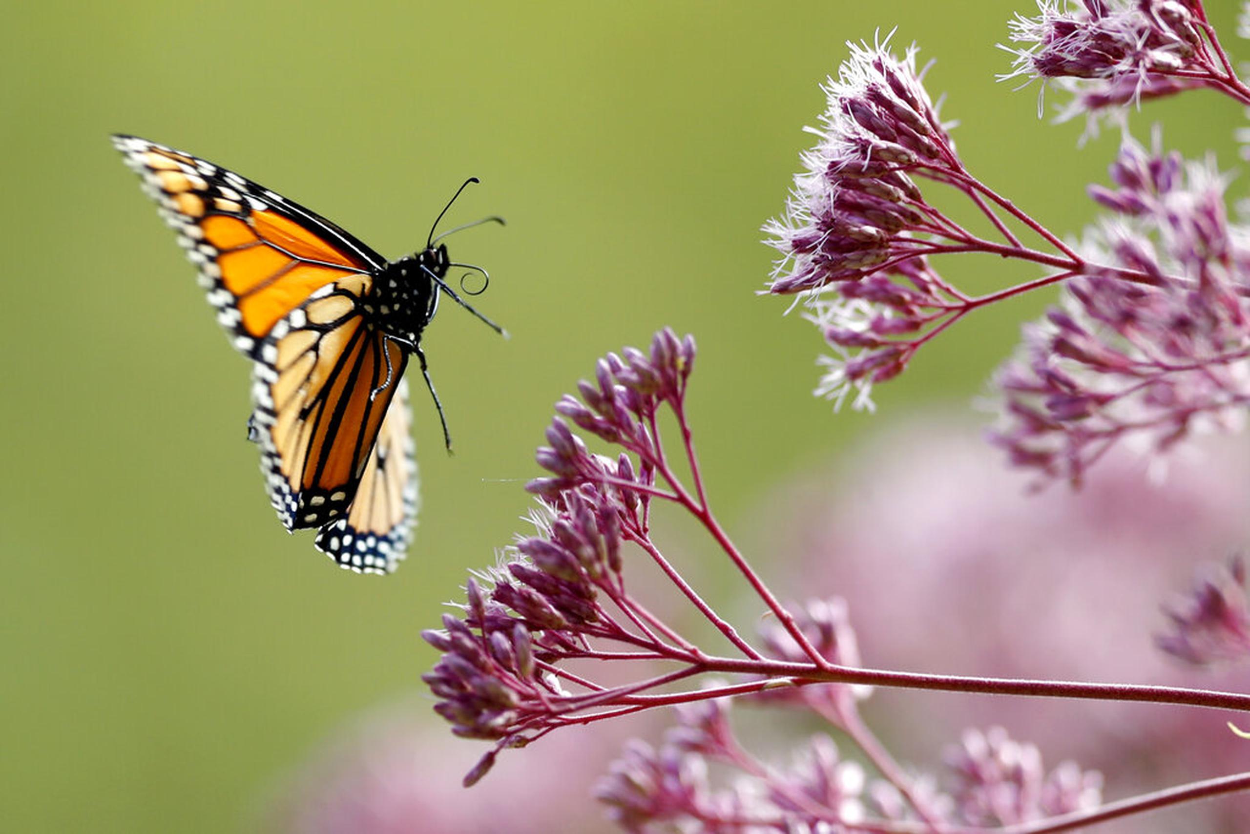 Dos insectos bastante conocidos -las abejas y las mariposas monarca- son los que mejor ilustran los problemas y el descenso poblacional que estos enfrentan.