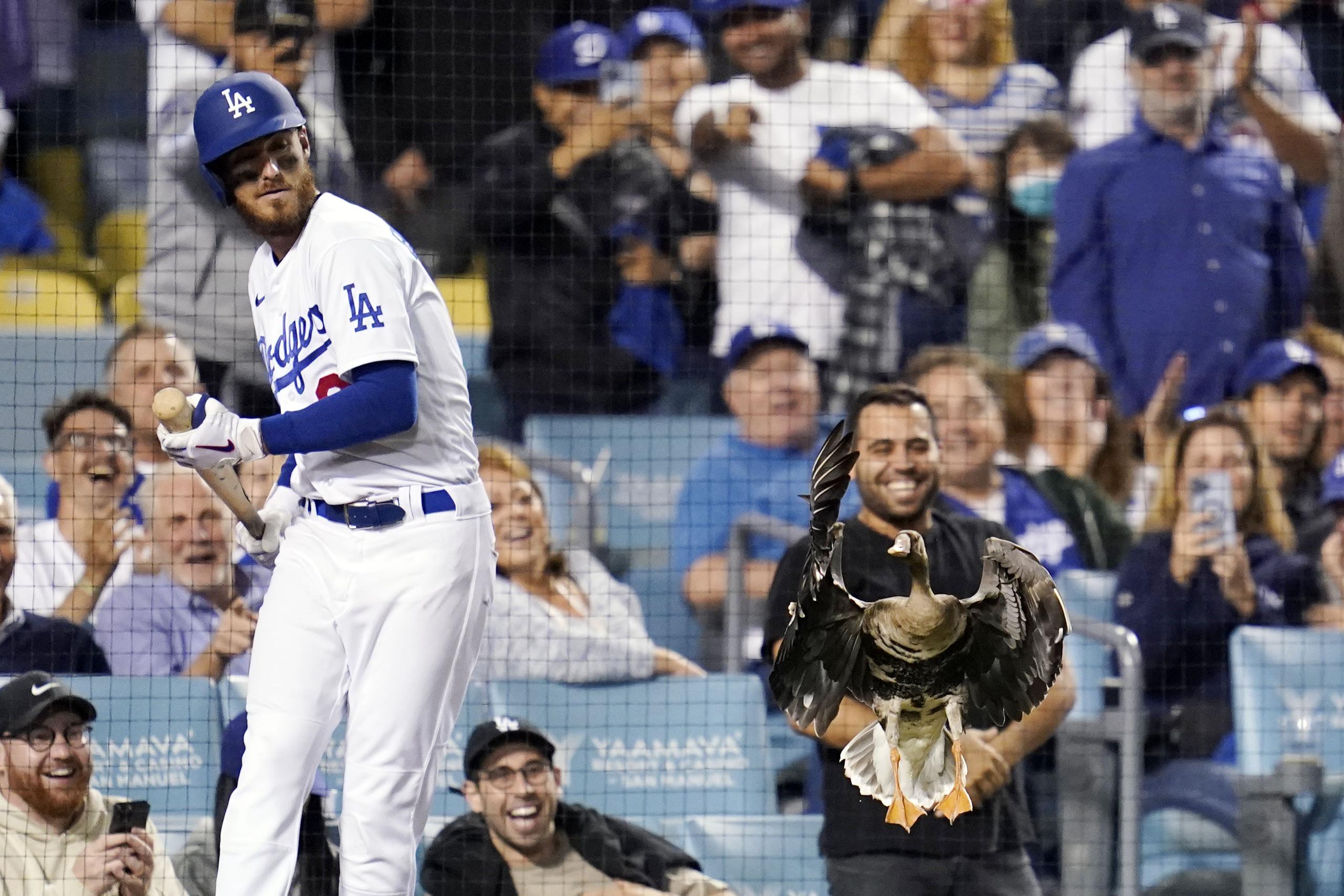 La aparición del ave hizo reír hasta a los aficionados de los Dodgers, quienes estaban perdiendo y perdieron eventualmente el partido.