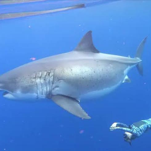 Buzos nadan junto a un enorme tiburón blanco en Hawaii