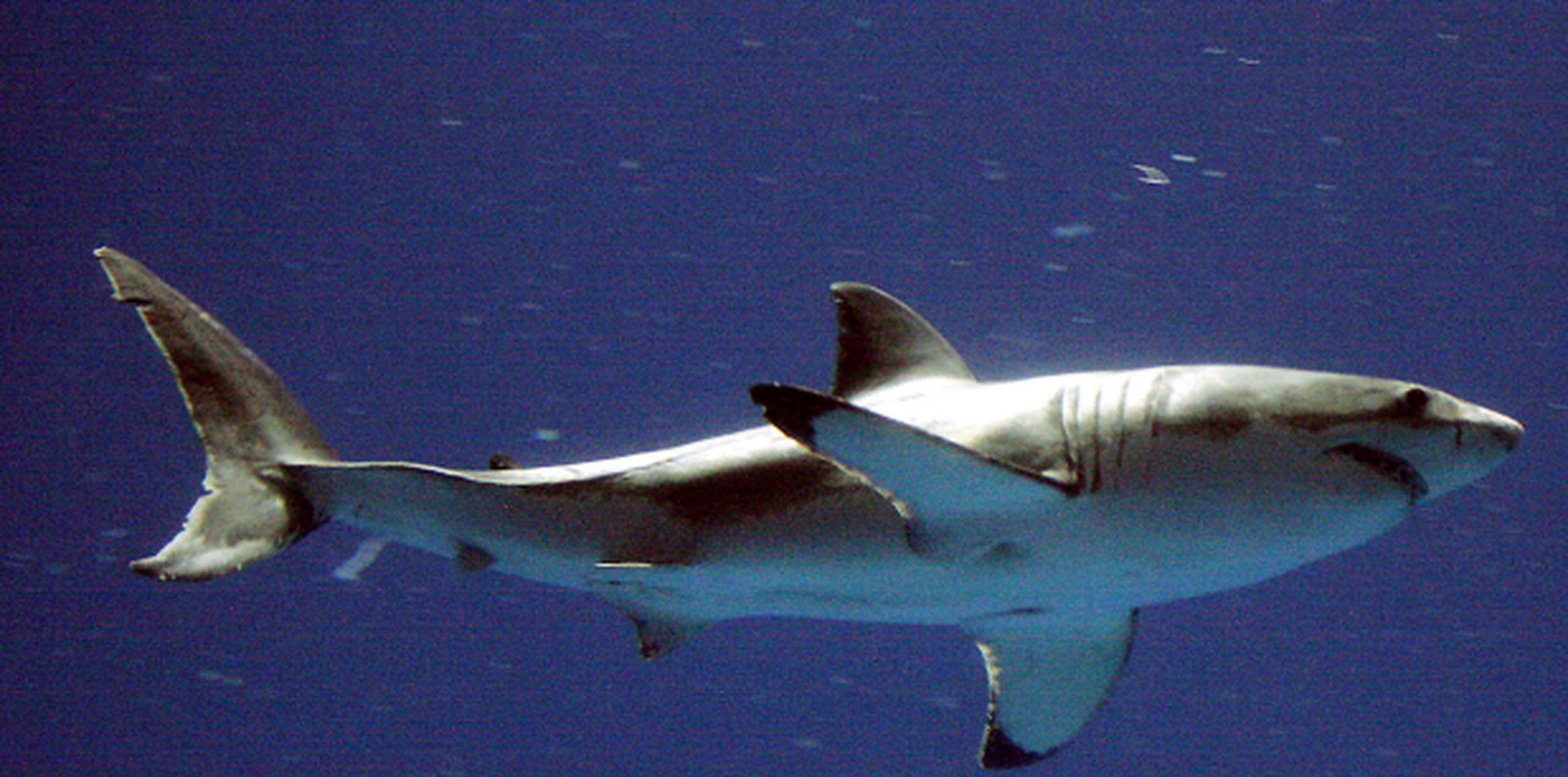 Un ataque fatal previo de tiburón en las costas de Australia ocurrió en febrero. (Archivo)