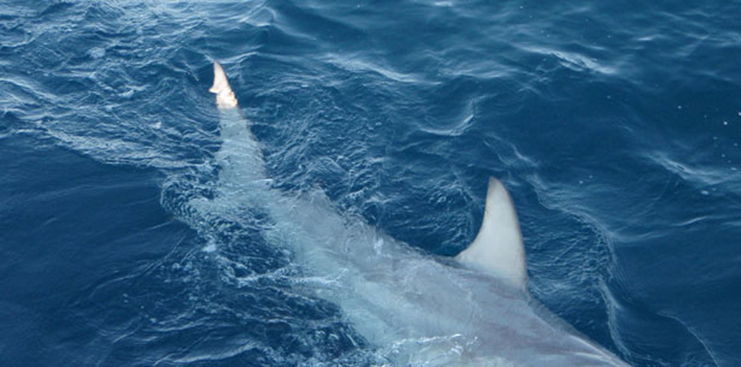 Los ataques de tiburones suelen ocurrir en aguas del sur de Florida, a donde llegaron a partir de marzo pasado miles de tiburones de punta negra (Carcharhinus melanopterus). (Archivo)