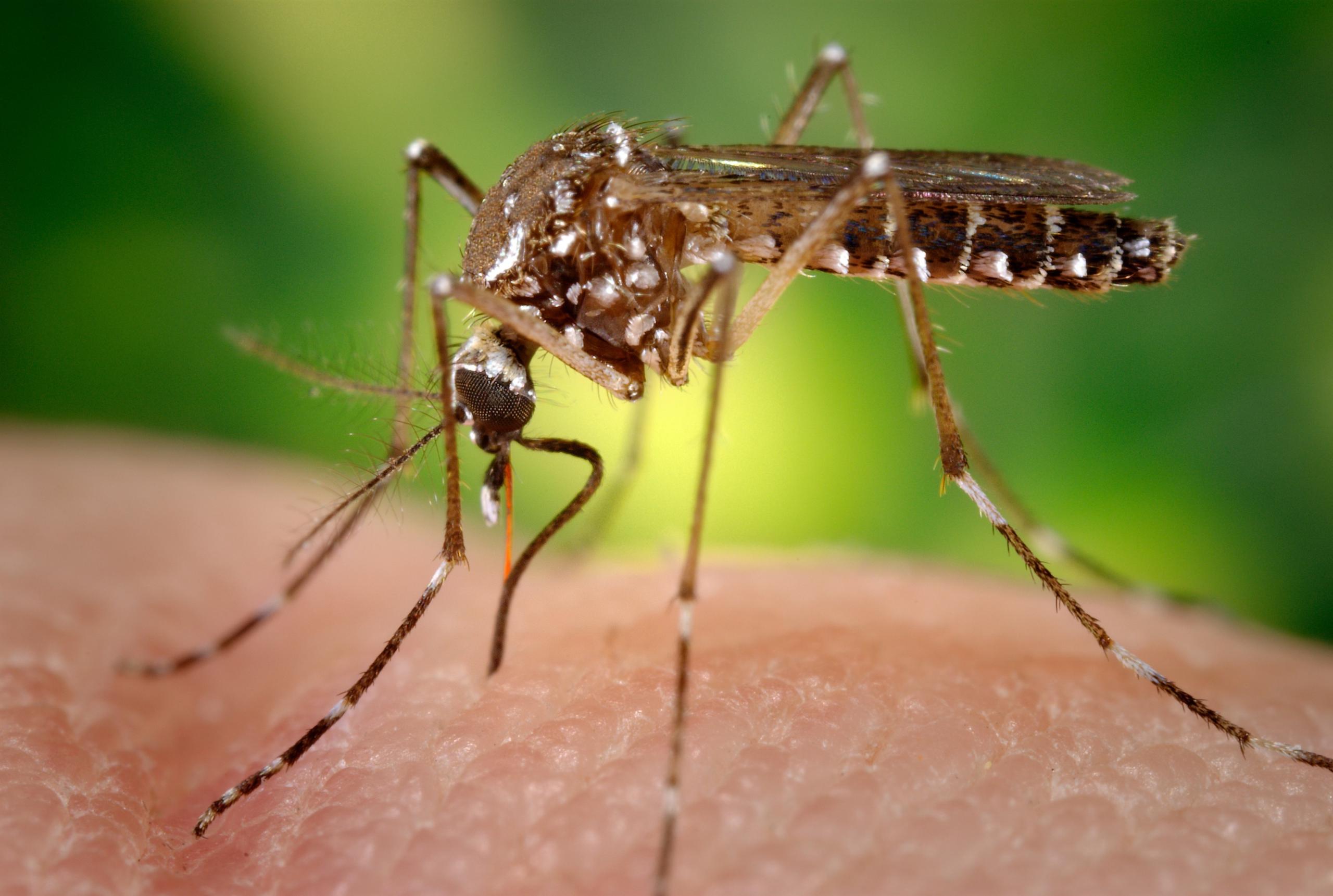 El repelente podría ahorrar enfermedades transmitidas por mosquitos a unas 100 millones de personas cada año.