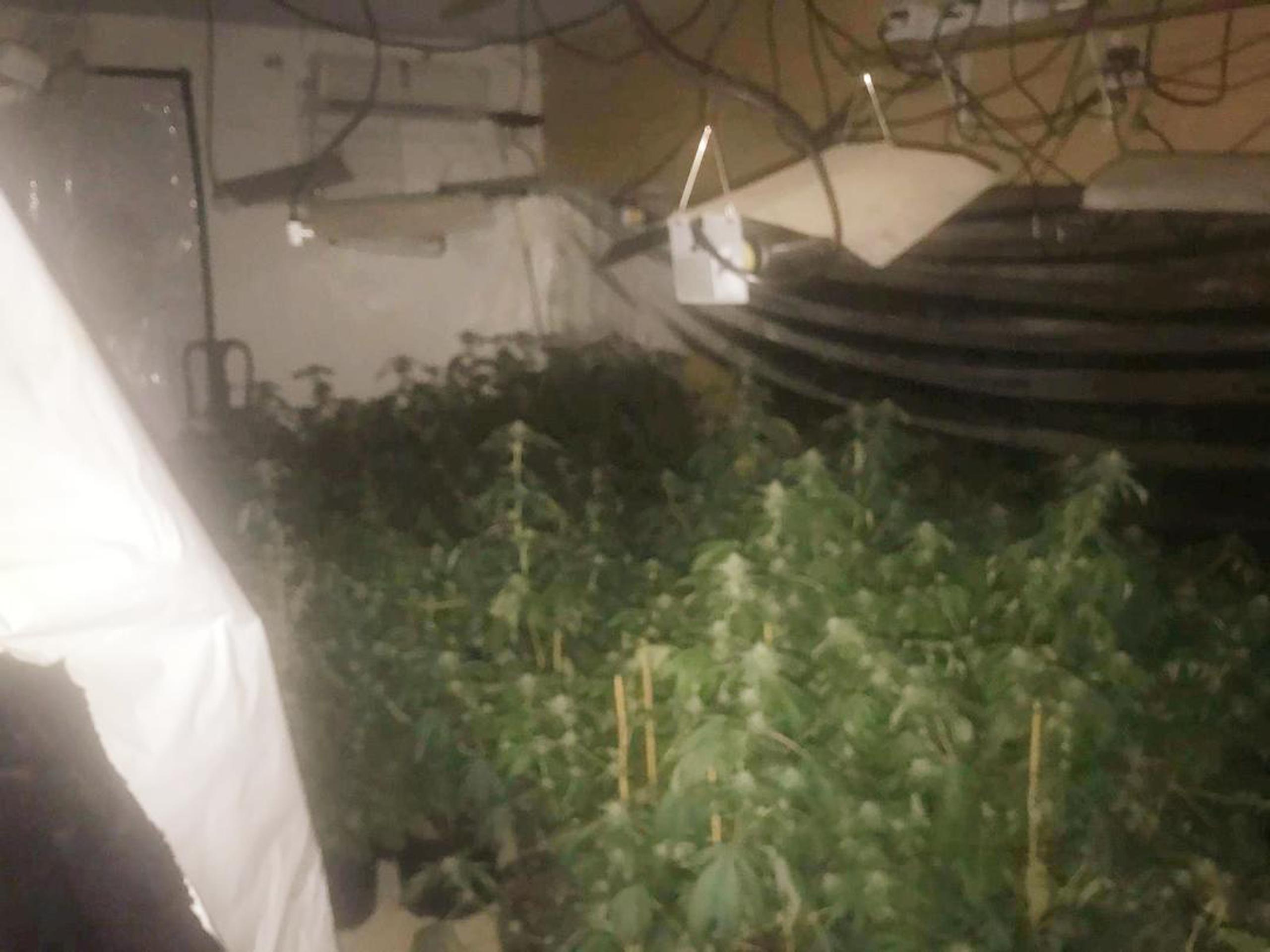 Las autoridades ocuparon en una residencia del barrio  Cotto, en Isabela, un invernadero con 863 plantas de marihuana.