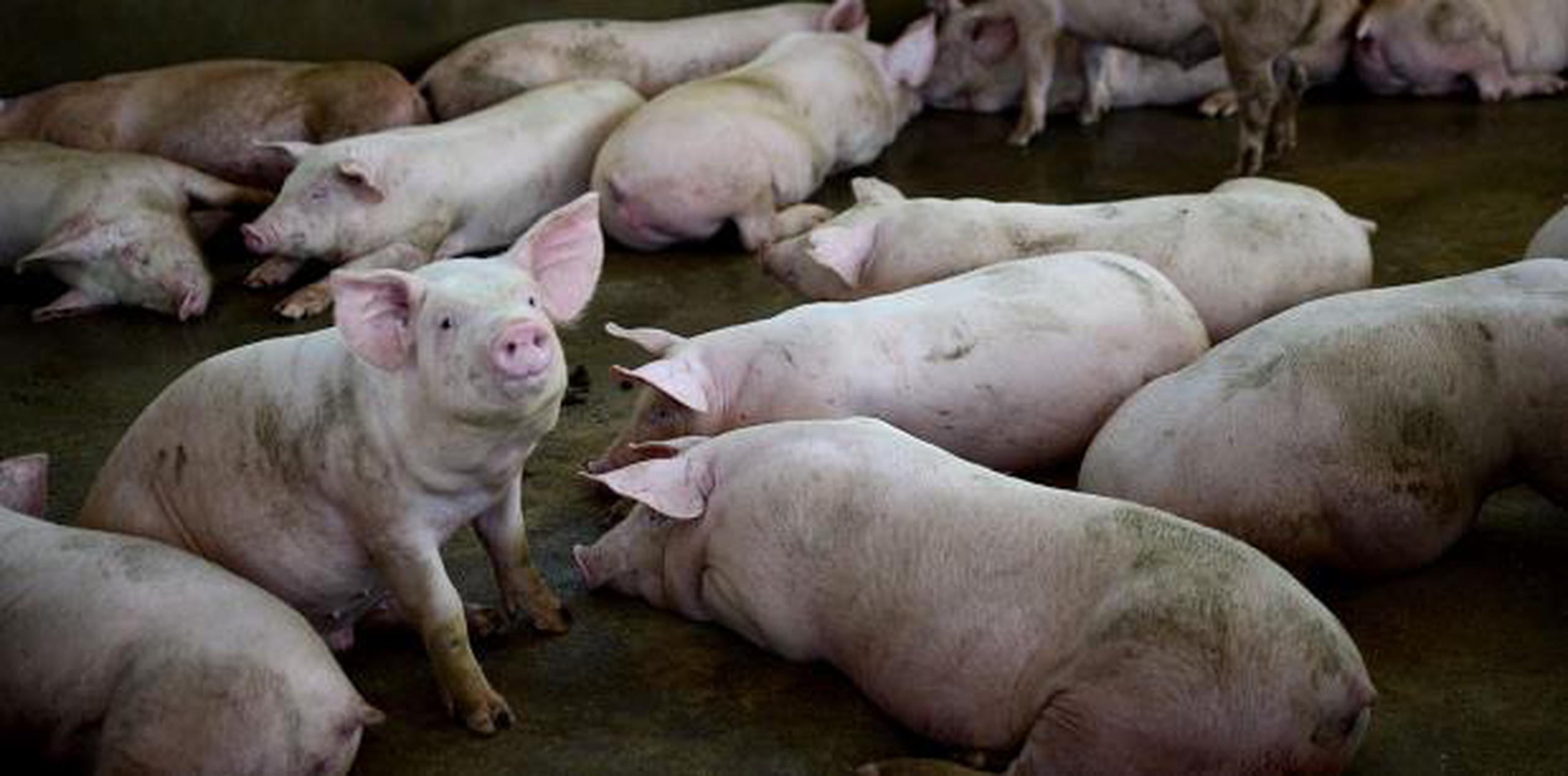 Con el sacrificio de enormes cantidades de porcinos por China, el primer productor y Vietnam, los precios globales han aumentado 40% y algunos mercados registran escasez. (Archivo)