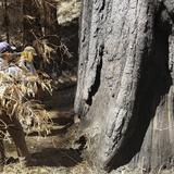 Incendio en California mataría una décima parte de las secuoyas gigantes maduras del mundo