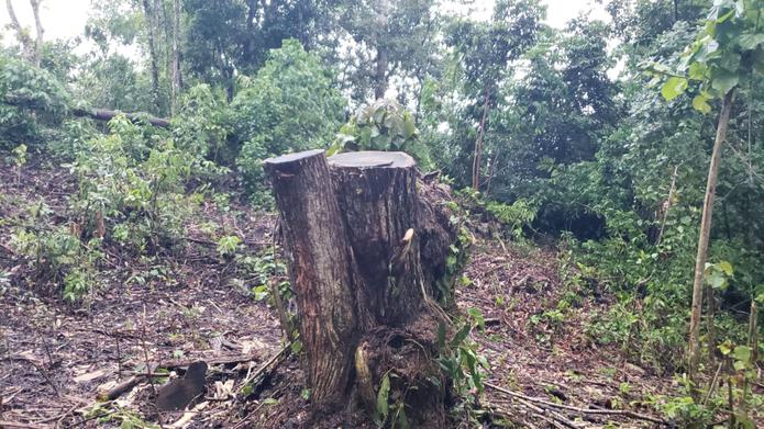 El Capítulo de Puerto Rico de la Academia Americana de Pediatría declaró que esta práctica de la tala de árboles afectará de manera directa e indirecta la salud de todos en la isla.