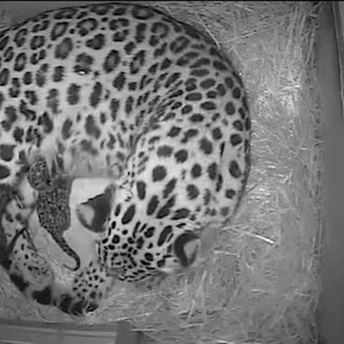 Celebran nacimiento de leopardos gemelos