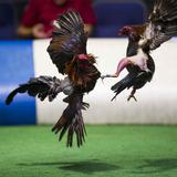 Apelativo en Boston reafirma la prohibición de las peleas de gallos en Puerto Rico