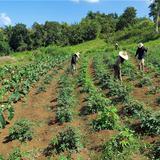 Agricultura recalca importancia de llenar el Censo de Agricultura