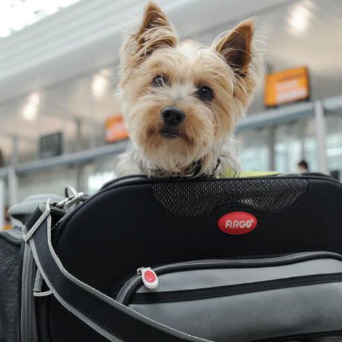 FOTOS: ¿Vas a viajar con tu mascota? Sigue estos consejos