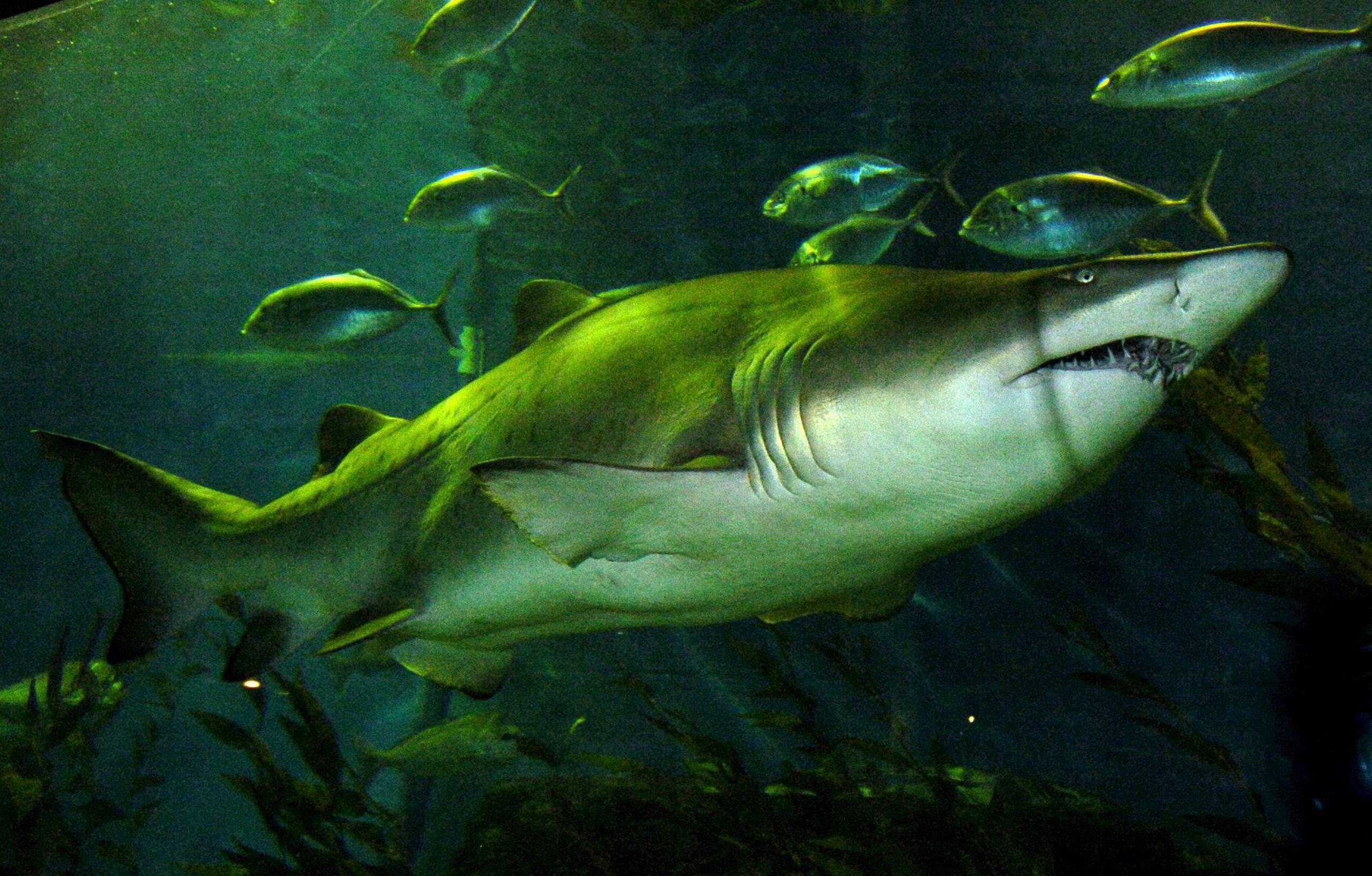 Un tiburón nodriza, especie marina habitualmente inofensiva para los humanos, mordió en un tobillo a un hombre en aguas de los Cayos de la Florida.