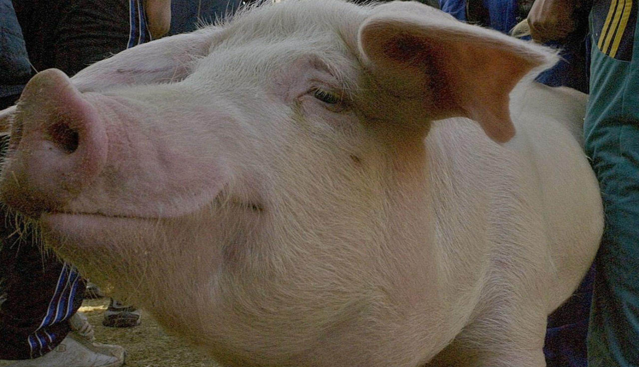 El órgano del cerdo sometido a análisis llevaba cuatro horas muerto (EFE).