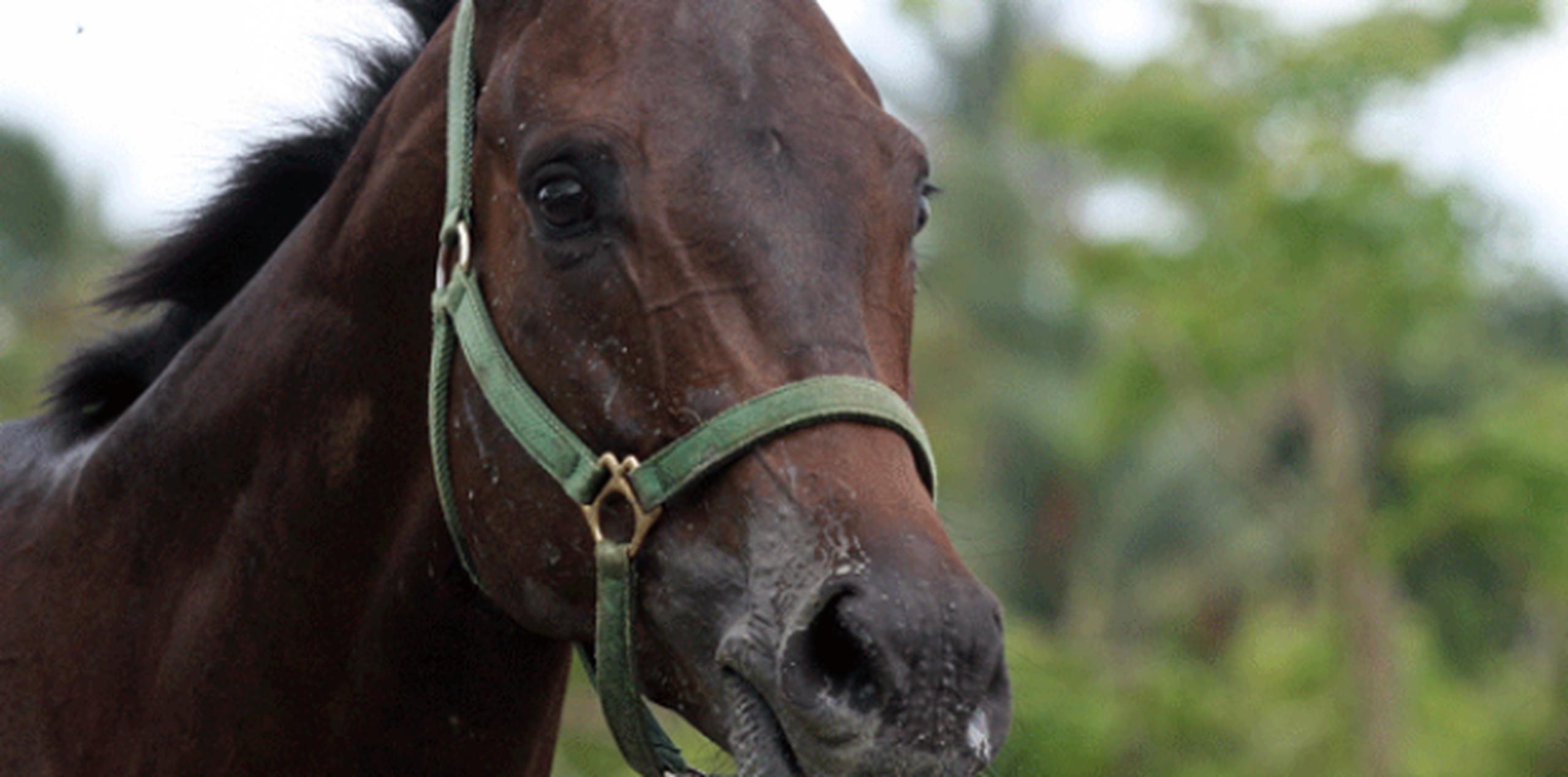 El caballo puertorriqueño de paso fino posee características que le distinguen del resto de América. (Archivo)