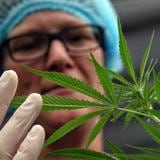 Parlamento alemán vota por legalizar la marihuana