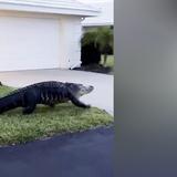 Graban enorme caimán paseando por un vecindario en Florida