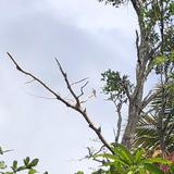 Amenazado el Falcón de Sierra con poda de árboles en Maricao
